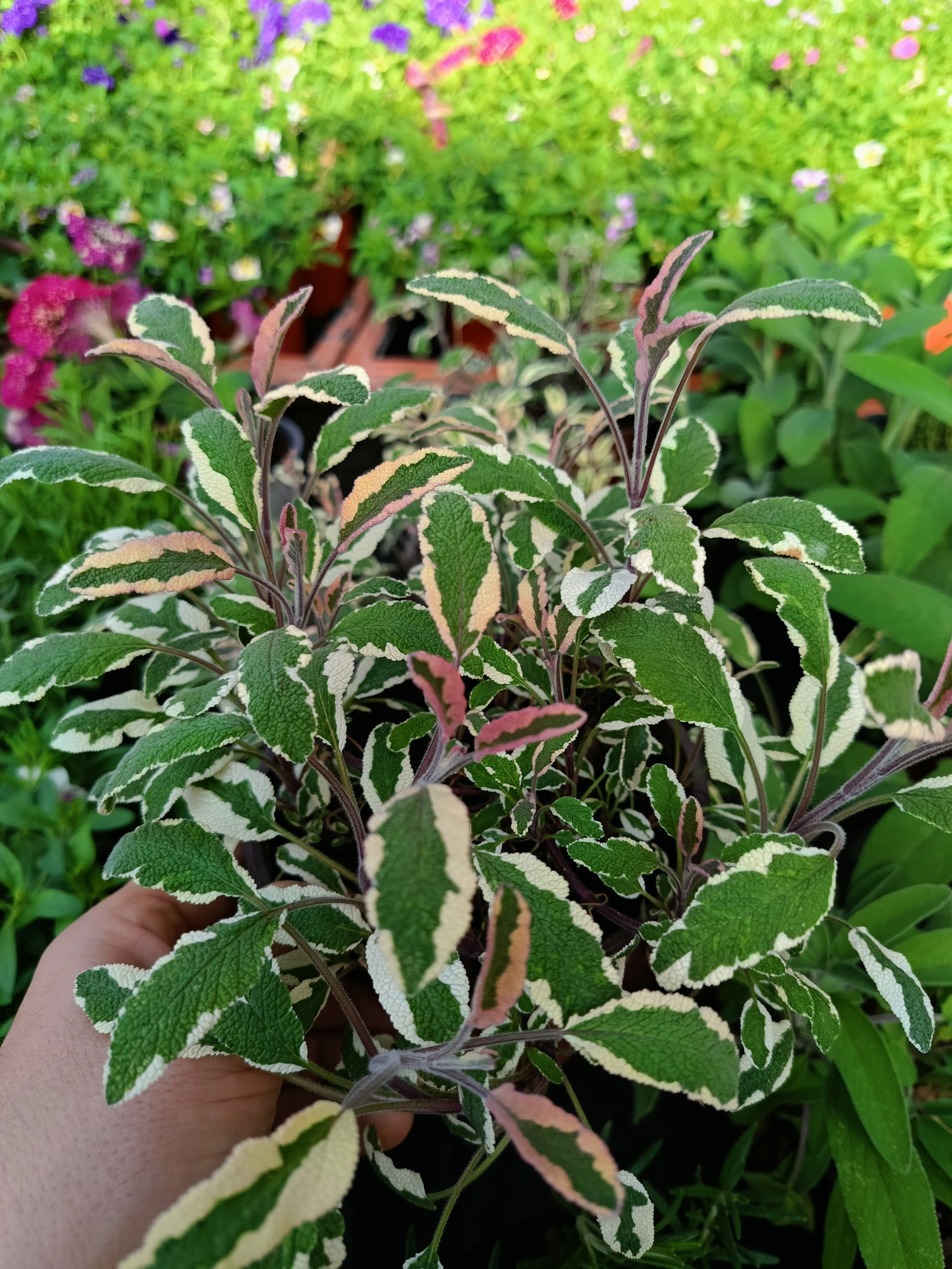 Salvia tricolor